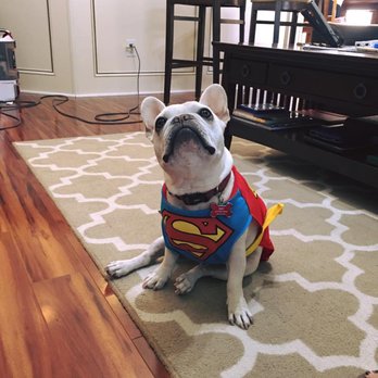 Florida Dog Training School - Toby (French Bulldog) loves to dress up in his Halloween costume even after Halloween. - Pet Training Near Me - Wesley Chapel, Florida
