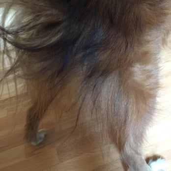 Petco - The area that was supposed to be trimmed didn't get touched. - Pet Training Near Me - Santa Monica, California
