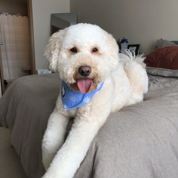 Oh My Dog Daycare - After - Pet Groomers Near Me - Amherst, New York Oh My Dog Daycare - After - Pet Groomers Near Me - Amherst, New York