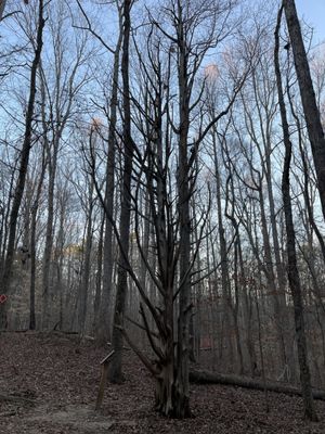 Sweetwater Creek State Park by null