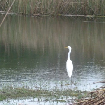 Park Central - 11/27/2015: Yet another great white egret also stalking ducks.  Wonder if it's the same one that tried to get a Mueller duckling. - Parks Near Me - Austin, Texas