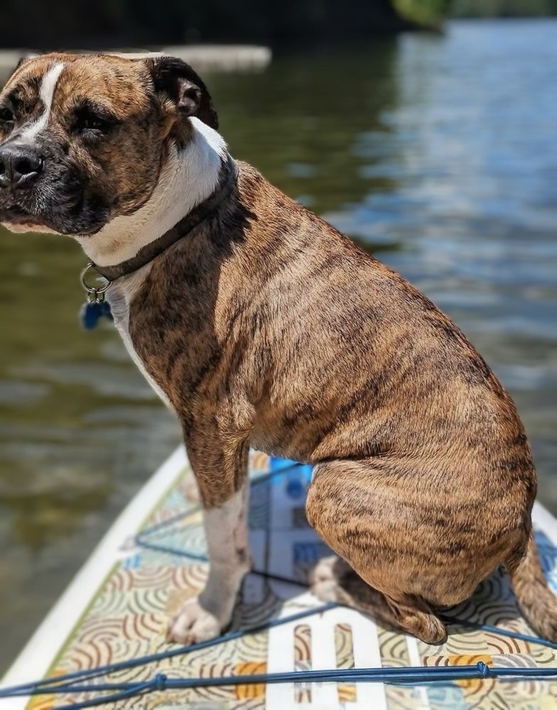 Berkshire Paddle Logo