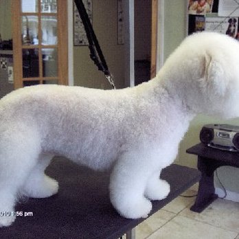 A Plus Style Leash - A Plus Style Leash - Pet Groomers Near Me