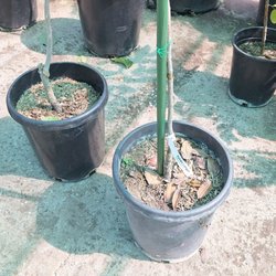 Green Mart - Longan trees for sale, very expensive
