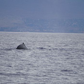 Quicksilver Charters - Snorkeling Near Me - Wailuku, Hawaii