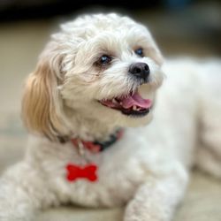 Cali Pets Hotel