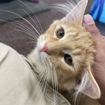Rescued Treasures Cat Cafe - Pet Adoption Near Me - Las Vegas, Nevada Rescued Treasures Cat Cafe - Pet Adoption Near Me - Las Vegas, Nevada