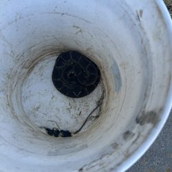 Gold Country Rattlesnake Removal