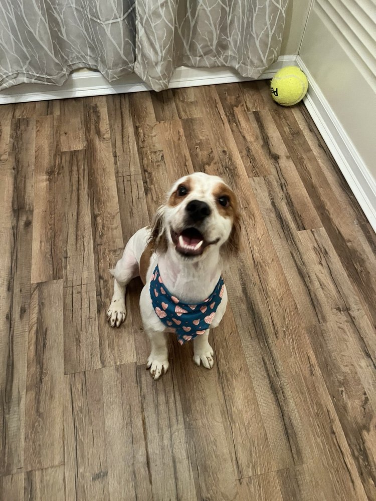 GROOMER HAS IT MOBILE PET GROOMING Updated September 2024 15 Photos Leesburg,