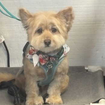 The Good Dog Spa - My senior boy - Pet Groomers Near Me - Henderson, Nevada