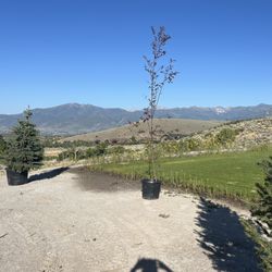 Country Gardens & Nursery