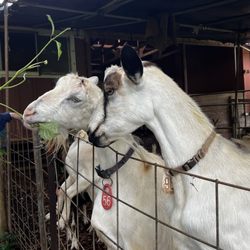 Kauai Kunana Dairy