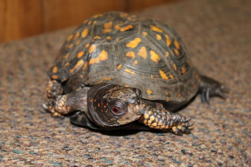 Ansonia Nature Center