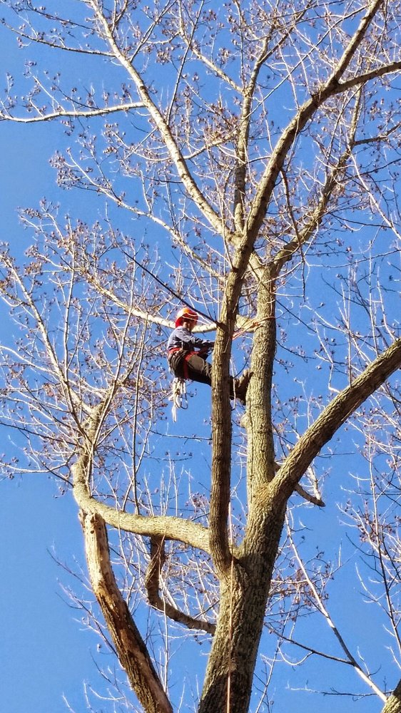 Rubio's Tree Service - tree service in Cincinnati, OH