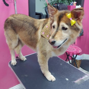 Dog Stylez - At the geoomer - Pet Groomers Near Me - Desert Hot Springs, California Dog Stylez - At the geoomer - Pet Groomers Near Me - Desert Hot Springs, California