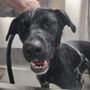 Photo of The Dapper Dog Grooming Salon