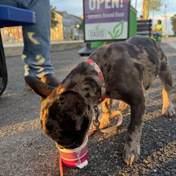 Papaleos Ice Cream - Pup cup - Ice Cream & Frozen Yogurt Near Me - Indian Head, Maryland Papaleos Ice Cream - Pup cup - Ice Cream & Frozen Yogurt Near Me - Indian Head, Maryland
