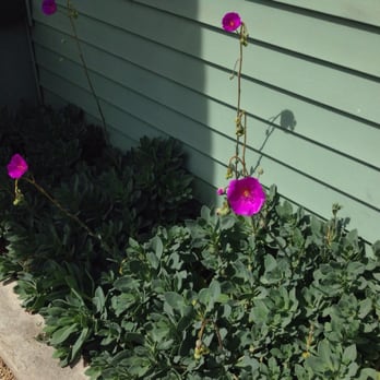 BAM Landscape - Flowering drought tolerant succulent - Landscaping Near Me - Cucamonga, California