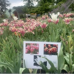 Poquoson Museum - Flowers with info