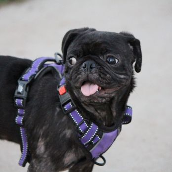 Costa Mesa Bark Park - Dog Parks Near Me - Costa Mesa, California