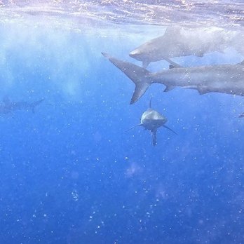 Hawaii Shark Encounters - Diving Near Me - Haleiwa, Hawaii Hawaii Shark Encounters - Diving Near Me - Haleiwa, Hawaii