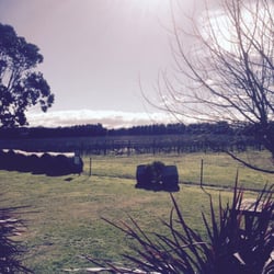 Coombe Farm - Grapevines