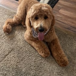 Lynn's Doggie Spa - After