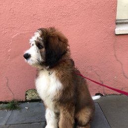 One of Miss Julius gorgeous Bernedoodle babies!