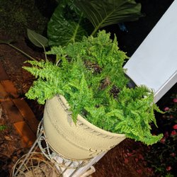 Griffins Greenhouses