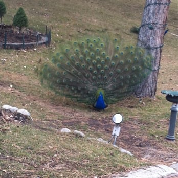 La Caille - Peacock in bloom - French Near Me - Sandy, Utah La Caille - Peacock in bloom - French Near Me - Sandy, Utah
