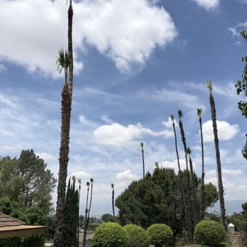 Rv Tree Service - Tree Services Near Me Rv Tree Service - Tree Services Near Me