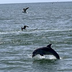 Myrtle Beach Dolphin Cruises - Sea Screamer - Dolphin and birds