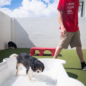 Camp Bow Wow - Pet Sitting Near Me - Port Charlotte, Florida Camp Bow Wow - Pet Sitting Near Me - Port Charlotte, Florida