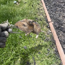 Figueroa's Gopher Control