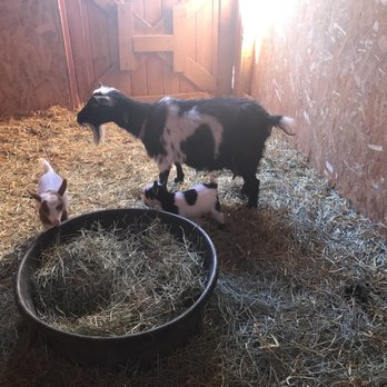 Mandy's Farm - Baby goats! - Community Service/Non-Profit Near Me - Los Ranchos de Albuquerque, New Mexico Mandy's Farm - Baby goats! - Community Service/Non-Profit Near Me - Los Ranchos de Albuquerque, New Mexico