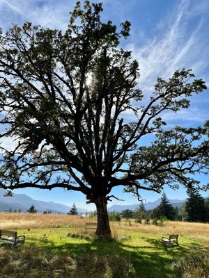 Tenzen Springs & Cabins by null