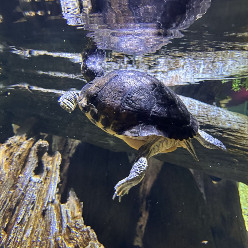 OdySea Aquarium - Turtles - Aquariums Near Me - Scottsdale, Arizona OdySea Aquarium - Turtles - Aquariums Near Me - Scottsdale, Arizona