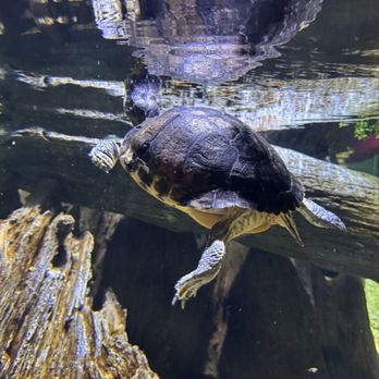 OdySea Aquarium - Turtles - Aquariums Near Me - Scottsdale, Arizona OdySea Aquarium - Turtles - Aquariums Near Me - Scottsdale, Arizona