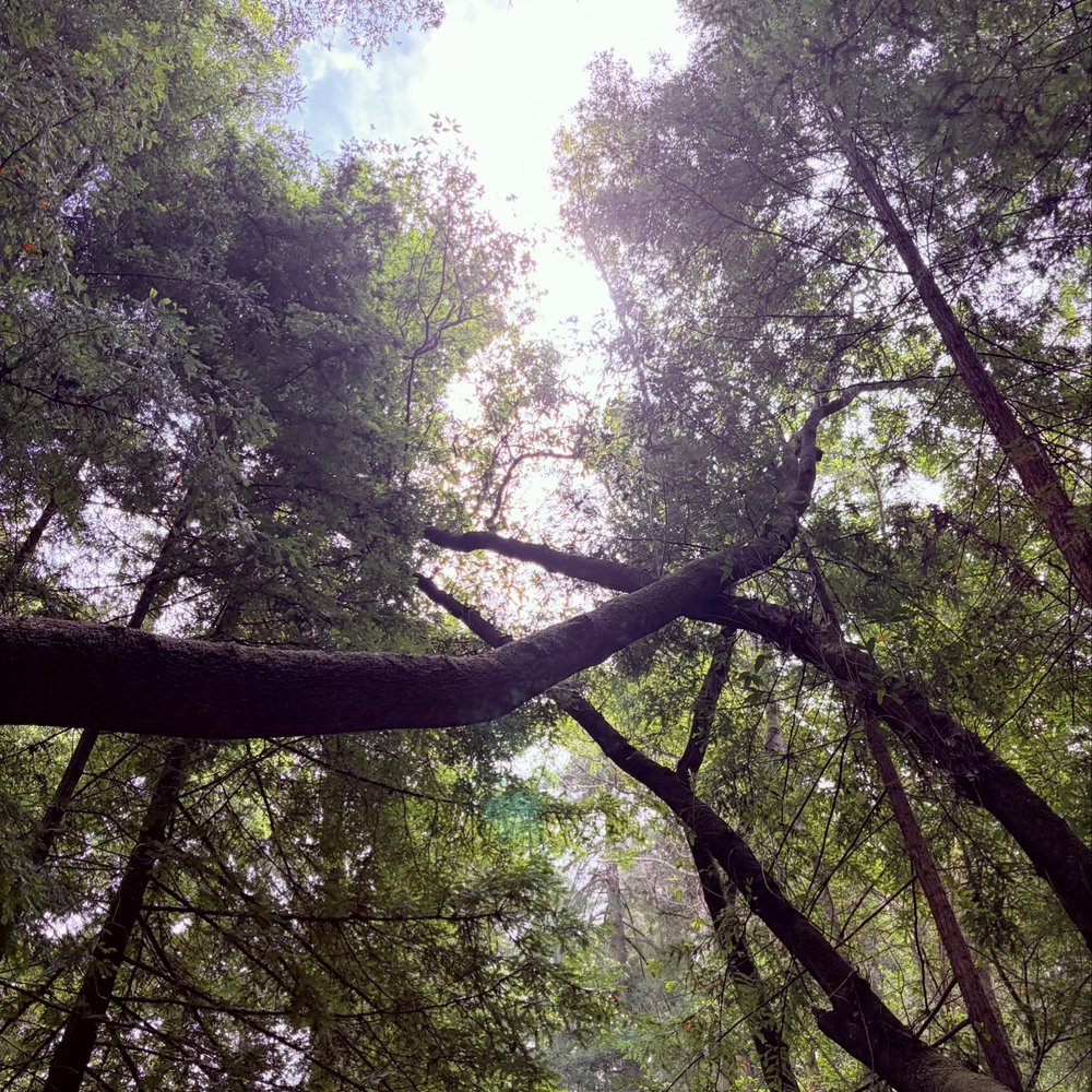 Fernwood Resort - Trail - Hotels Near Me - Big Sur, California Fernwood Resort - Trail - Hotels Near Me - Big Sur, California
