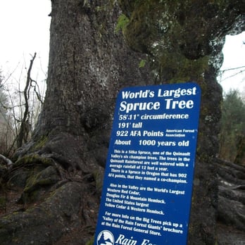 Worlds Largest Spruce Tree - Facts about the largest spruce tree - Local Flavor Near Me