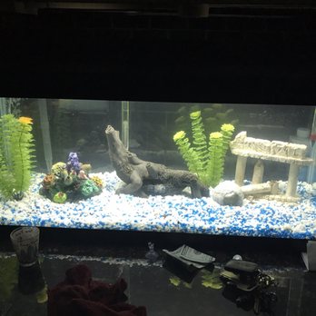 Superway Aquarium - My tank from these guys - Local Fish Stores Near Me - Hayward, California Superway Aquarium - My tank from these guys - Local Fish Stores Near Me - Hayward, California