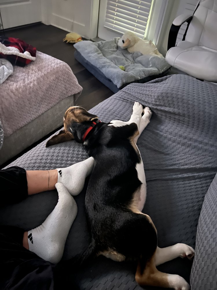 Sol’s Pet Sitter - pet boarding facility in Nashville, TN
