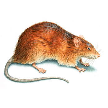 Pointe Pest Control - Pest Control Near Me - Moses Lake, Washington