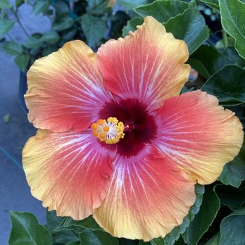 The Garden - Nurseries & Gardening Near Me - Woodbury, Connecticut
