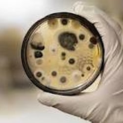 Inspectro - Certified mold inspector and Indoor Air Quality Consultant .Mold testing services.