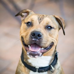Wagging Dog Rescue - Chewbacca now Rex--Adopted from Wagging Dog Rescue.