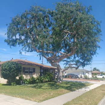 Jae Tree Service - Tree Services Near Me Jae Tree Service - Tree Services Near Me