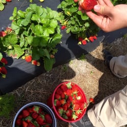 Brown's Farm - Strawberry lesson