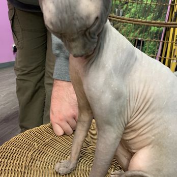 Cat Cafe Rescue - Wrinkly boi - Pet Adoption Near Me - Chino Hills, California Cat Cafe Rescue - Wrinkly boi - Pet Adoption Near Me - Chino Hills, California