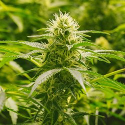 Good Buds - Close-up of a flowering, living soil organic cannabis plant in Good Buds'  micro-batch indoor facility.